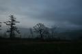 尾瀬湿原の朝靄