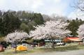 桜の樹の下でキャンプ