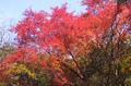 紅はちょっとだけ