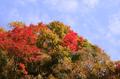 紅はちょっとだけ