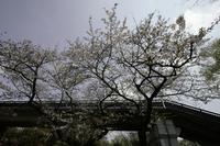 葉桜