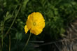 千倉でお花摘み