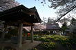実相寺の山高神代桜