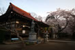 実相寺の山高神代桜
