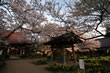 実相寺の山高神代桜