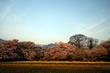 実相寺の山高神代桜