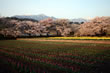 実相寺の山高神代桜
