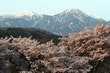 実相寺の山高神代桜