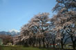 眞原桜並木