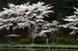 岳温泉・鏡池