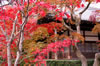 常寂光寺にて
