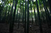 嵐山の竹林