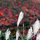 千畳敷カール　--千畳敷カールの紅葉--
