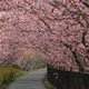河津桜　--春色に、萌え。--