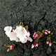 隅田川公園　--開花宣言--