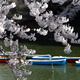 増上寺・千鳥ヶ淵　--サクラ、咲く。--