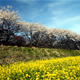 埼玉県・日高市　--巾着田--