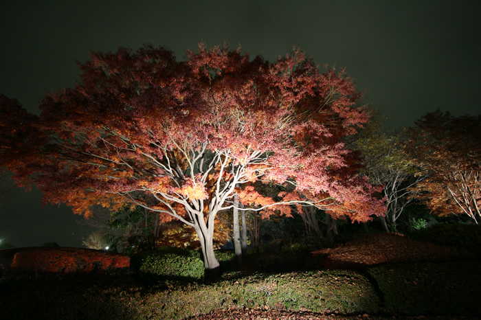 国営昭和記念公園