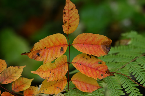 紅葉